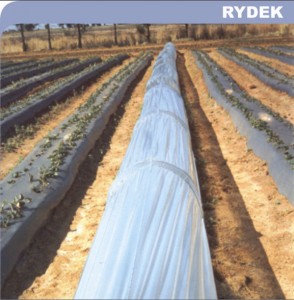 Rydek 2